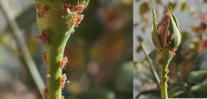 כנימות עלה על ורד – פגיעה בניצנים צעירים